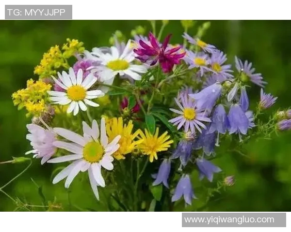 原始森林足球明星的传奇旅程与自然的完美结合